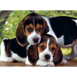 Collés Ensemble 500mcx